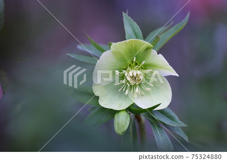 Christmas rose Christmas rose 75324880