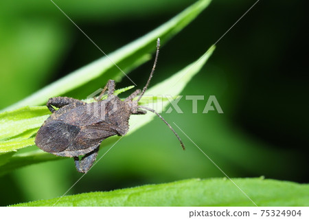 Hojoki bug 75324904