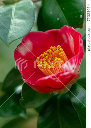 紅色和白色的山茶花 紅色和白色的山茶花 75325054
