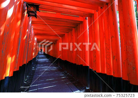 [京都]伏見稻荷大社千本鳥居 75325723