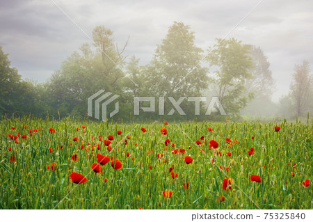 red poppy field in the mist. beautiful rural landscape in summer at sunrise. mysterious atmosphere. trees in the distant fog red poppy field in the mist. beautiful rural landscape in summer at sunrise. mysterious atmosphere. trees in the distant fog 75325840