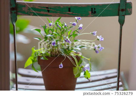 Violet potted plant placed on a garden chair on the balcony 75326279