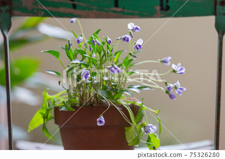 Violet potted plant placed on a garden chair on the balcony 75326280