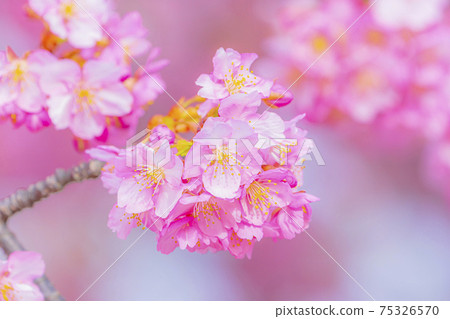 Kawazu cherry blossoms in the Yodo waterway in Kyoto Kawazu cherry blossoms in the Yodo waterway in Kyoto 75326570