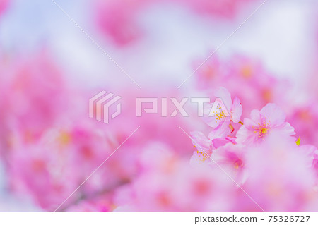 Kawazu cherry blossoms in the Yodo waterway in Kyoto Kawazu cherry blossoms in the Yodo waterway in Kyoto 75326727
