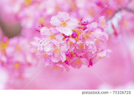 Kawazu cherry blossoms in the Yodo waterway in Kyoto 75326728