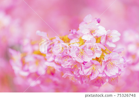 Kawazu cherry blossoms in the Yodo waterway in Kyoto Kawazu cherry blossoms in the Yodo waterway in Kyoto 75326748