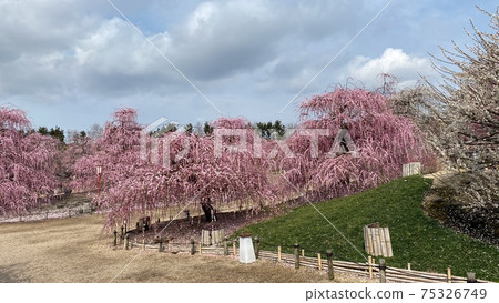 Weeping plum garden Weeping plum garden 75326749