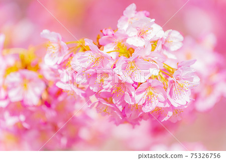 Kawazu cherry blossoms in the Yodo waterway in Kyoto Kawazu cherry blossoms in the Yodo waterway in Kyoto 75326756