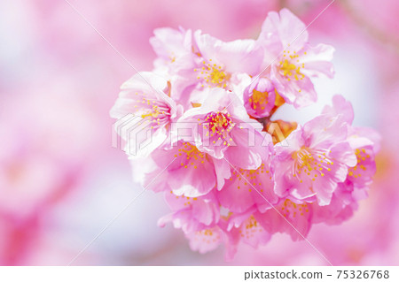 Kawazu cherry blossoms in the Yodo waterway in Kyoto 75326768
