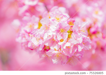 Kawazu cherry blossoms in the Yodo waterway in Kyoto Kawazu cherry blossoms in the Yodo waterway in Kyoto 75326805