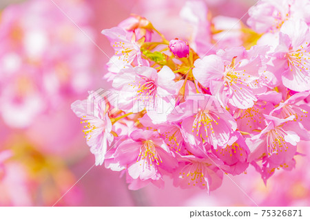 Kawazu cherry blossoms in the Yodo waterway in Kyoto Kawazu cherry blossoms in the Yodo waterway in Kyoto 75326871