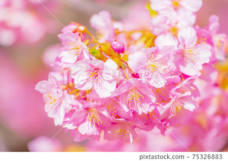 京都淀道中的川津櫻花 75326883