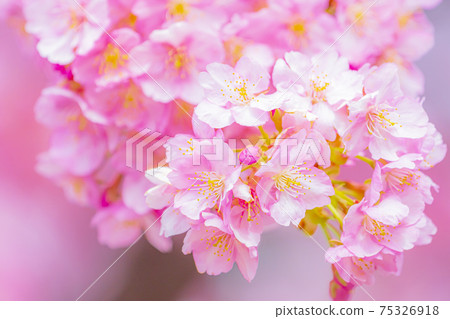 京都淀道中的川津櫻花 75326918