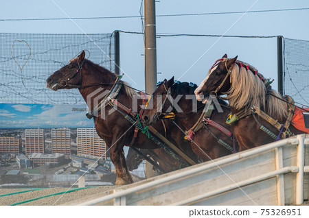 Hokkaido Heritage Banei Horse Racing 75326951