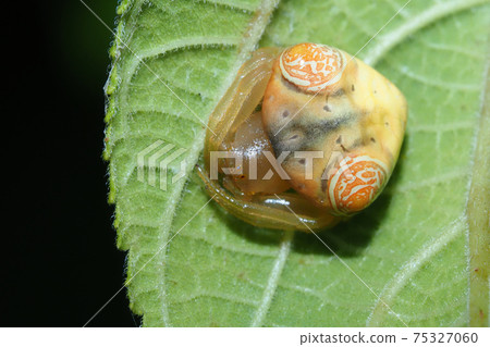 Otorino Fundamesi (female) 75327060