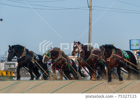 Hokkaido Heritage Banei Horse Racing Hokkaido Heritage Banei Horse Racing 75327115