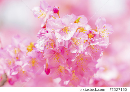 京都淀道中的川津櫻花 京都淀道中的川津櫻花 75327160