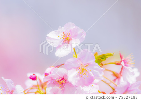 Kawazu cherry blossoms in the Yodo waterway in Kyoto Kawazu cherry blossoms in the Yodo waterway in Kyoto 75327185