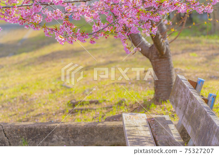 Kawazu cherry blossoms in the Yodo waterway in Kyoto Kawazu cherry blossoms in the Yodo waterway in Kyoto 75327207