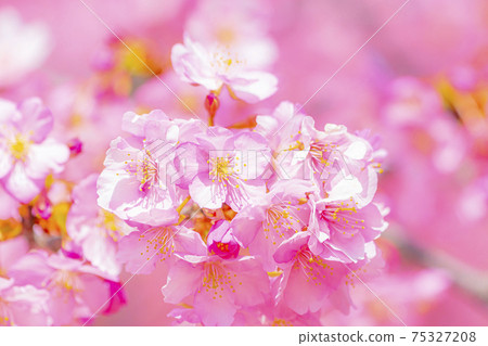 Kawazu cherry blossoms in the Yodo waterway in Kyoto 75327208