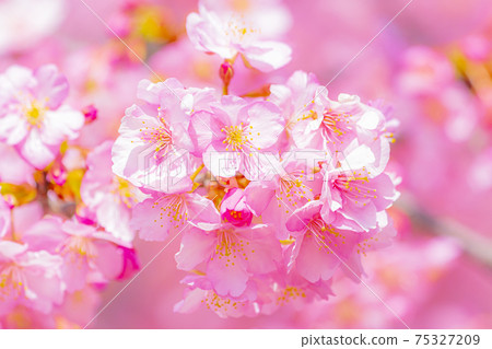 Kawazu cherry blossoms in the Yodo waterway in Kyoto Kawazu cherry blossoms in the Yodo waterway in Kyoto 75327209
