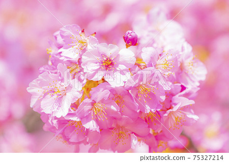 Kawazu cherry blossoms in the Yodo waterway in Kyoto Kawazu cherry blossoms in the Yodo waterway in Kyoto 75327214