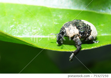  Bullfrog bean weevil 75327250