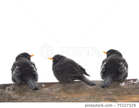 Turdus merula three songbird sits isolated over white background. 75327329