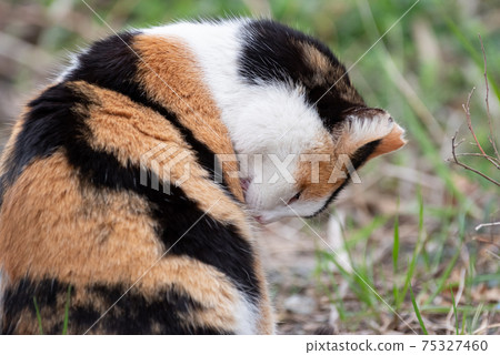 Grooming cat Calico cat 75327460
