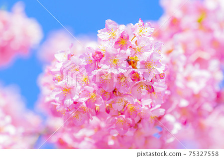 京都淀道中的川津櫻花 京都淀道中的川津櫻花 75327558