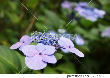 Purple forehead blooming hydrangea 75327635