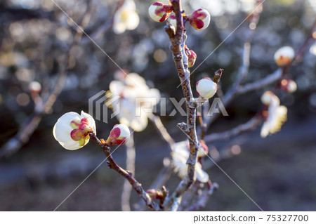 Dignified white plum back and buds Dignified white plum back and buds 75327700