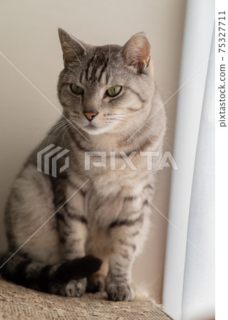 Staring cat, Sabatra cat Staring cat, Sabatra cat 75327711