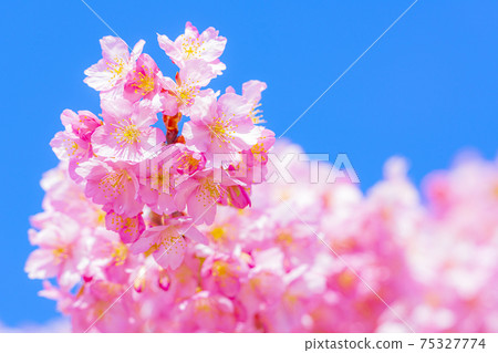 Kawazu cherry blossoms in the Yodo waterway in Kyoto Kawazu cherry blossoms in the Yodo waterway in Kyoto 75327774