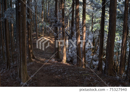 Rime forest 75327940