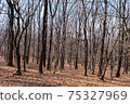 Winter forest 75327969