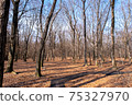 Winter forest 75327970