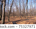 Winter forest 75327971