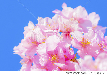 Kawazu cherry blossoms in the Yodo waterway in Kyoto Kawazu cherry blossoms in the Yodo waterway in Kyoto 75328317