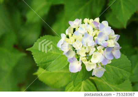 淺色繡球 淺色繡球 75328367