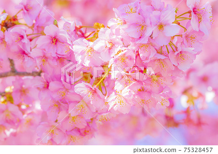 Kawazu cherry blossoms in the Yodo waterway in Kyoto Kawazu cherry blossoms in the Yodo waterway in Kyoto 75328457