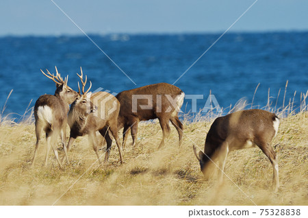 我在海岸（北海道東部）遇見的一群梅花鹿 75328838