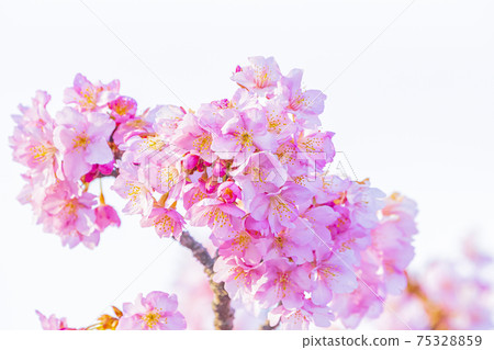 Kawazu cherry blossoms in the Yodo waterway in Kyoto Kawazu cherry blossoms in the Yodo waterway in Kyoto 75328859