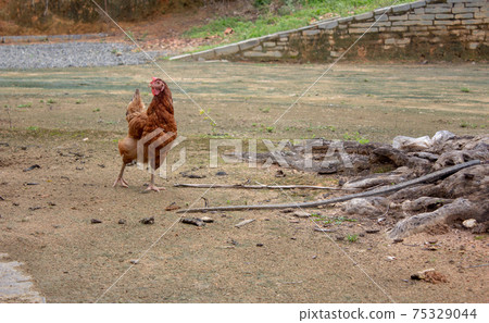 Chicken walking peacefully on a farmyard Chicken walking peacefully on a farmyard 75329044