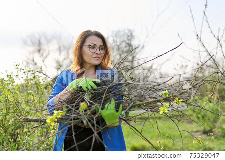 Woman gardener in gloves with dry branches of bushes and fruit trees Woman gardener in gloves with dry branches of bushes and fruit trees 75329047