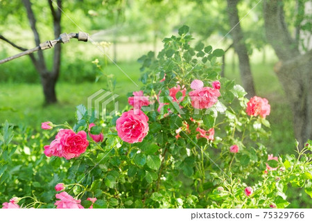 Blooming rose bush with drops of the drug from pests and fungal diseases 75329766