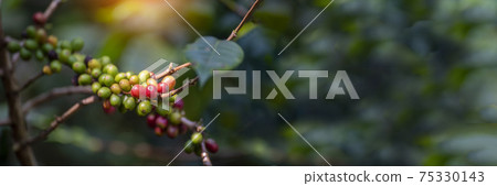 Banner panoramic Ripe Red coffee bean berry plant fresh seed coffee tree growth green eco organic farm. Banner red ripe seed robusta arabica berries harvest coffee garden. Coffee bean tree copy space Banner panoramic Ripe Red coffee bean berry plant fresh seed coffee tree growth green eco organic farm. Banner red ripe seed robusta arabica berries harvest coffee garden. Coffee bean tree copy space 75330143