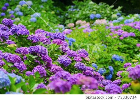 Gomadouyama Hydrangea Garden, Tagami Town, Niigata Prefecture, Japan Gomadouyama Hydrangea Garden, Tagami Town, Niigata Prefecture, Japan 75330734