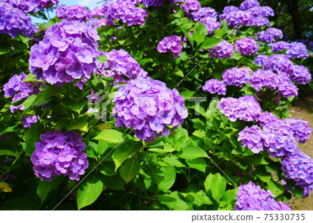 日本新潟縣Tagami鎮御馬堂山繡球花園 75330735